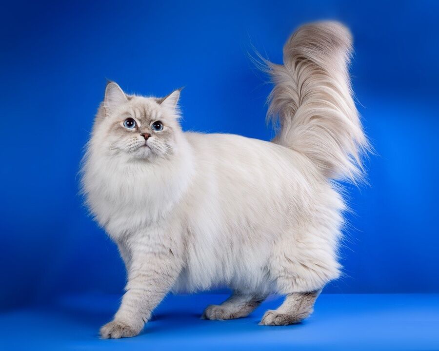 Yalangoch top model video Qattiq lezbiyen bekasi